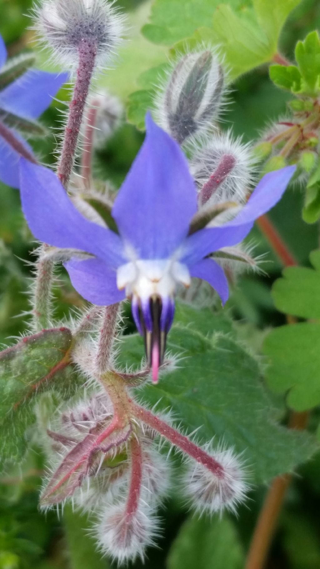 Borago officinalis L. (Boraginaceae)